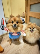 przebranie dla psów z nożem laleczka chucky śmieszne 