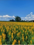 Łubin żółty szerokolistny mister ostatnie 5kg