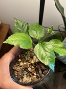 Hibiskus czerwony pełny