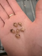 Ślimaki ahatyna fulica 