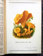 Pilze der Heimat, Atlas grzybów T.2. Eugen Gramberg Lipsk 1913