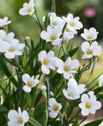 Miecznica wąskolistna bylina wieloletnia sadzonka 