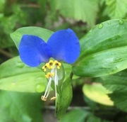 Komelina pospolita 10 szt sadzonek 