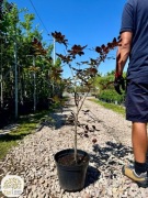 Fagus sylvatica Purpurea, Buk pospolity, 80-100, 125-150cm,na żywopłot