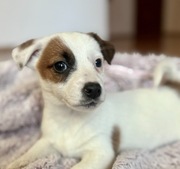 Jack Russell Terrier od # Smartie Jacks # suczka gotowa do odbioru