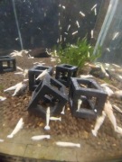 Kostka Sześcian dla Krewetek - 4 szt.