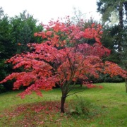 Klon palmowy  'Atropurpurea' Acer palmatum