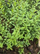 Ligustr zimozielony atrovirens sadzonki wyprzedaż