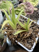 Tłustosz pinguicula Apasionada