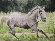 Sprzedam Akwarele Portret Koń Zwierzęta Pejzaż