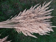 Boho trawa ozdobna 50 szt bukiet traw ozdobnych 