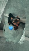 Yorkshire terrier piesek