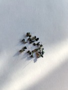 Żyworódka rozmnóżki - roślina doniczkowa 