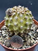 kaktus Echinopsis hybryd A85 ATE