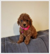 Pudel Miniaturowy,pudelek śliczna suczka