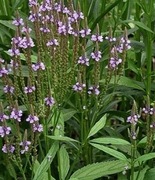 Werbena hastata oszczepowata nasiona 