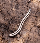 Krocionogi wije Spirobolellus sp Maui
