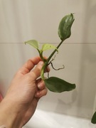 Philodendron Silver