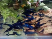 Krewetki Blue Dream 10+1