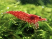 Krewetki Red Cherry ,nie wysyłam,odbiór osobisty w Bożepole woj.Pomorskie