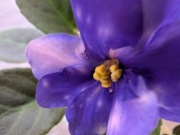 Fiołek afrykański sadzonka  Rób's Astro Zombie