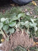 Sadzonki truskawki Rumba Senga