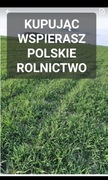 Ostatnie kilogramy Żyto ozime na poplon ziarno poplon 20 kg POLSKIE ŻYTO