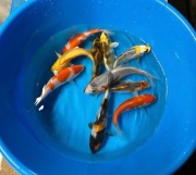 Karpie Koi - hodowla k. Poznania 