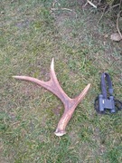 Poroże łosia zrzut łosia jelenia poroże jelenia 