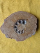 Amonit (Macrocephalites) duży 19,5cm z okresu górnej jury (kelowej) 