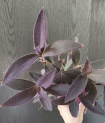 Trzykrotka purpurowa 