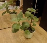 Mięta meksykańska ukorzeniona sadzonki wyrośnięte 3 sadzonki