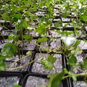 BLUSZCZ HEDERA HELIX ZIMOZIELONE  9,99 zł /szt