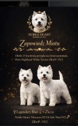 Szczeniaczki West Highland White Terrier