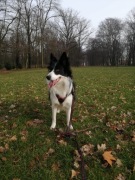 Szelki dla psa - Truelove rozmiar S