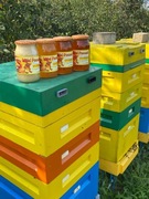 Miód wielokwiatowy polski z pasieki świeży prawdziwy nektarowy 1.2kg