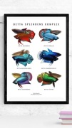 Plakat A3 ryby: Bojownik wspaniały Betta - biały