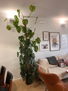 Monstera Deliciosa XXL - 290 cm