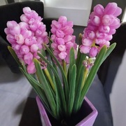 Wiosenny bukiet 3 kwiatów hiacynt różowy 