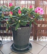 Donice ogrodowe duże mrozoodporne 2 szt.