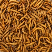 Larwy drewnojada drewnojad 500ml