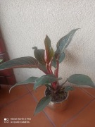 Philodendron 'Birkin Pink'
