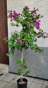 Bugenwilla DRZEWKO, 4-letnia sadzonka RZESZÓW