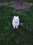 Samoyed szczenięta ZKwP FCI  po importowanych rodzicach 