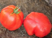 Pomidor Coustralee - 10 nasion kolekcjonerskich