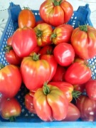 Pomidory ekoNATURA - 