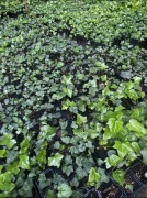 BLUSZCZ hedera helix mix30-75 cm od 100 szt. -15% 
