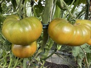 Ananas Noire pomidor nasiona