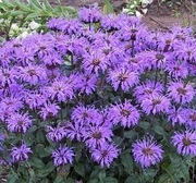 Pysznogłówka Blue Moon - niska miododajna 