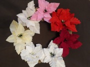 Kwiat na choinkę lub wianek - gwiazda betlejemska/ poisencja